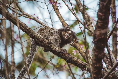 Low angle view of monkey on tree