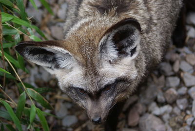 High angle view of bat eared fox