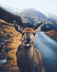 Portrait of giraffe on field