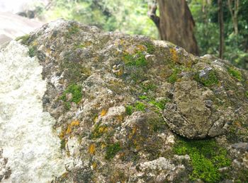 Close-up of moss on rock