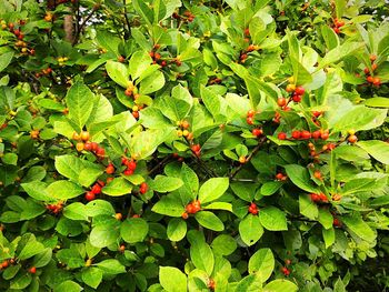 Full frame shot of red leaves on plant