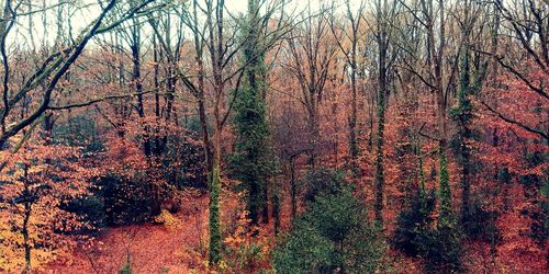 Trees in forest during autumn