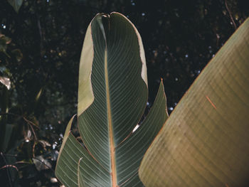 Close-up of leaf against trees