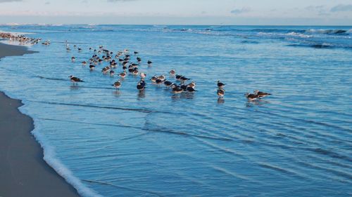 Birds swimming in sea against sky