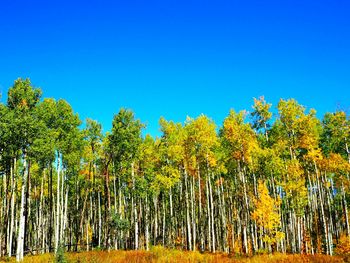 Trees in forest against clear blue sky