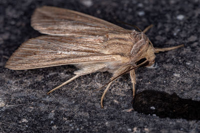 Close-up of insect on rock