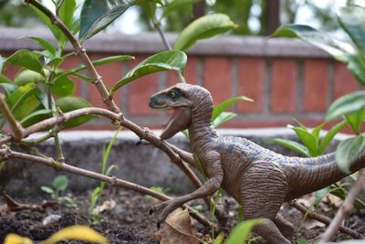 Close-up of lizard on tree