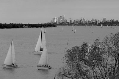 Sailboats sailing in sea against sky