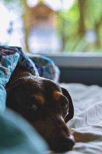 Close-up portrait of a dog