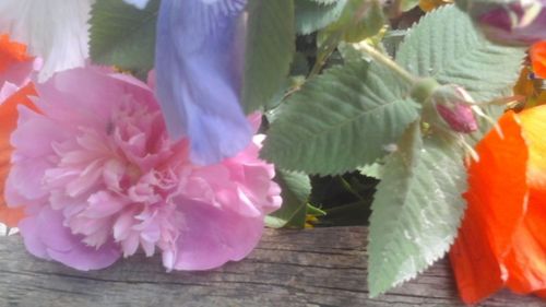 Close-up of flowers