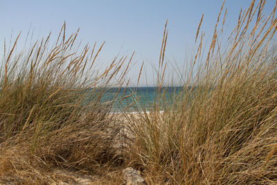 Scenic view of sea against clear sky