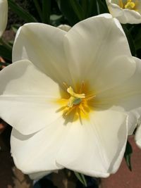 Close-up of white flower blooming outdoors