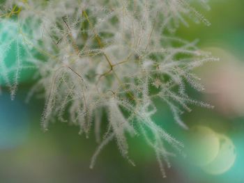 Close-up of plant