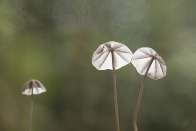 Beautiful mushrooms in nature life's