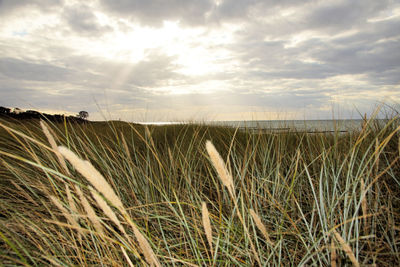 Crops growing on field against sky during sunset