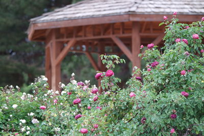 View of rose bush and gazebo