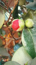 Close-up of berries growing on tree