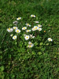 White flowers blooming in sunlight