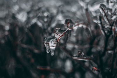 Close-up of frozen water drops  on tree