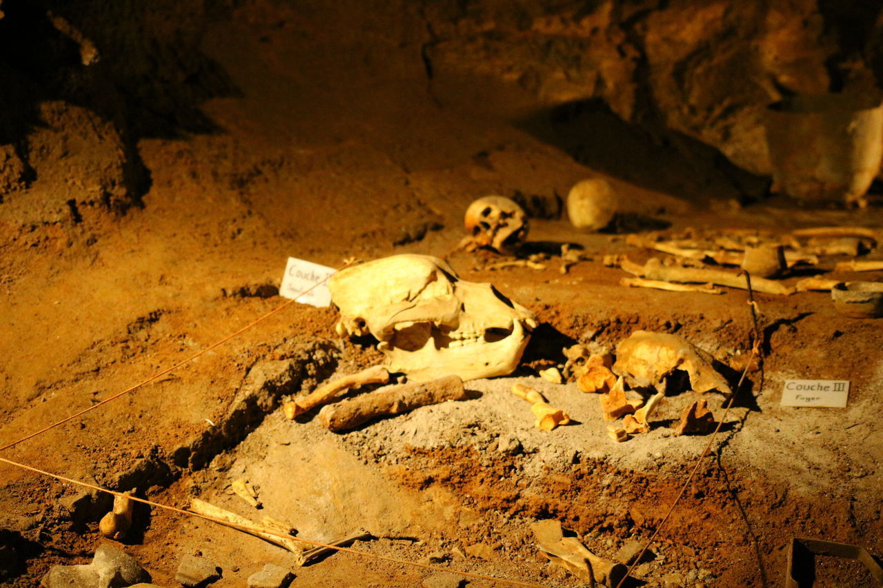 CLOSE-UP OF ANIMAL SKULL ON TOP OF OLD BACKGROUND