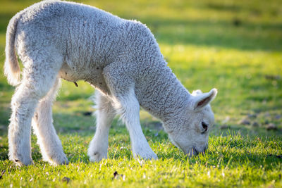 Full length of a sheep on field