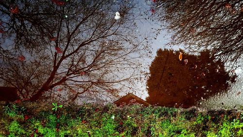 Bare trees against sky