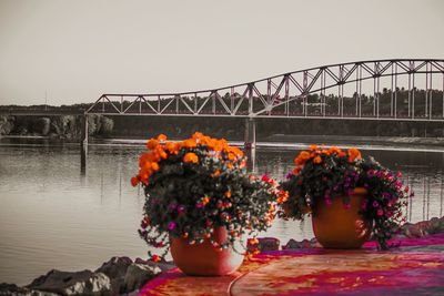 Flowers on bridge over river against sky