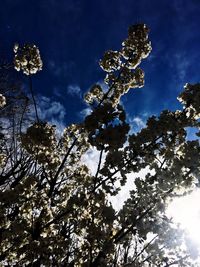 Low angle view of trees against cloudy sky