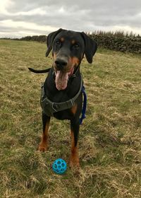 Portrait of dog with ball on field