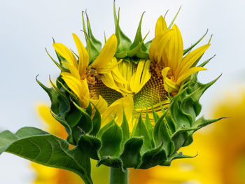 Close-up of yellow flowering plant