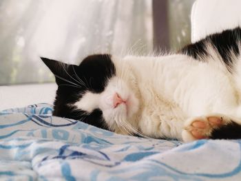 Close-up of cat resting on bed