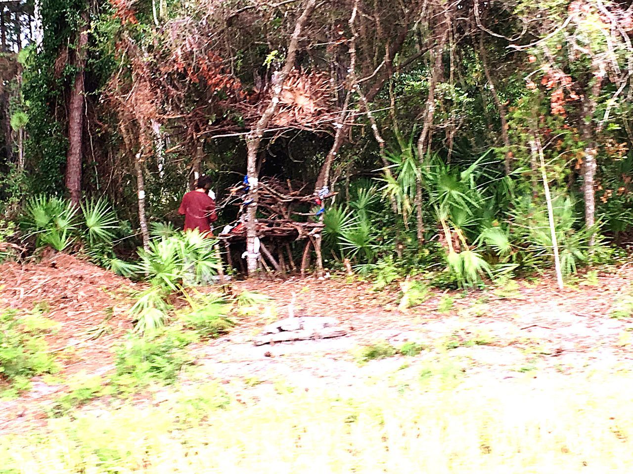 PLANTS GROWING ON TREE TRUNK