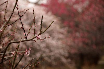 Plum blossom buds growing on twig