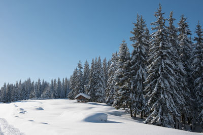 Pine trees on snow covered land against sky