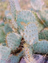 Close-up of prickly pear cactus