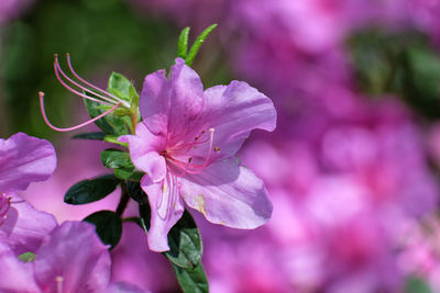 Close-up of pink flowering plant