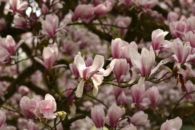 Close-up of pink cherry blossoms