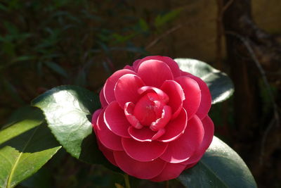 Close-up of pink rose