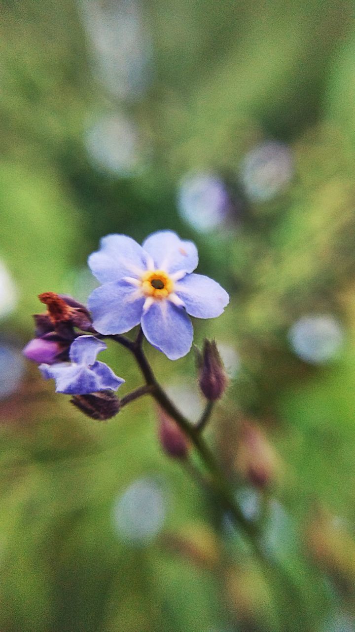 CLOSE-UP OF PURPLE FLOWER