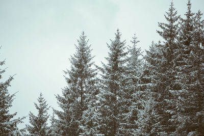 Low angle view of trees in forest against clear sky
