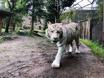 Cat walking in a zoo