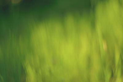Full frame shot of blurred plants