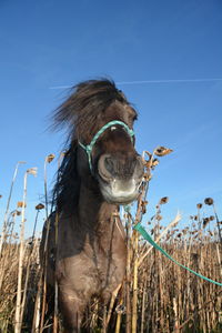 Close-up of horse amidst dried sunflowers against clear sky