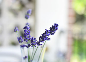 Close-up of purple flowers