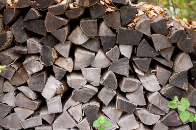 Stack of logs in forest