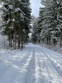 Snow covered pine trees on field during winter