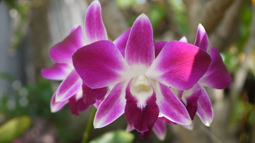 Close-up of flowers blooming outdoors