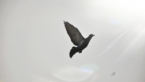 Low angle view of bird flying against sky