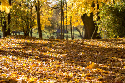 Sunlight falling on autumn leaves in park