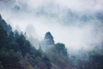 Trees in forest against sky